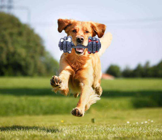 Dumbell shaped shaped Dog Teeth Cleaning Fun Chew Toy